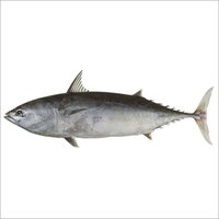 Bullet mackerel Tuna and Frigate Mackerel Tuna (Gedara and Gedari)