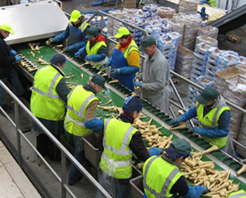 Post Harvest Vegetables and Fruits Processing Machinery