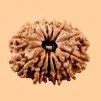 10 Mukhi Rudraksha - Brown Round Seed | Made From Sacred Rudraksha, 10 Mukhi Design