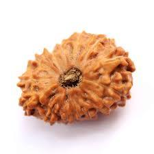 11 Mukhi Rudraksha