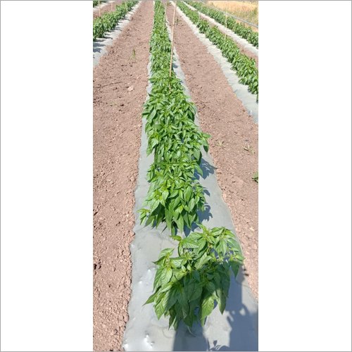 Agriculture Products Quality Consultancy Services