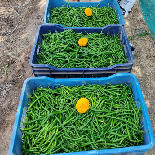 Fresh Green Chilli