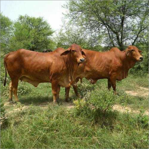 Pure Sahiwal Cow
