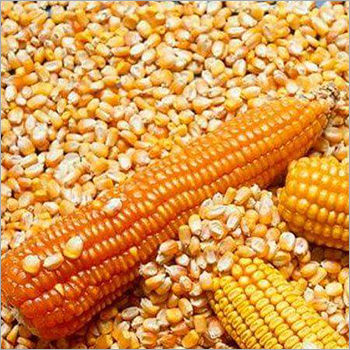 Red And Yellow Corn