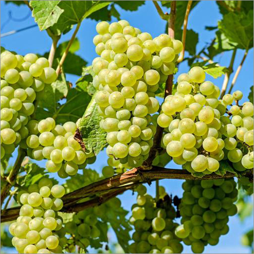 Fresh Grapes
