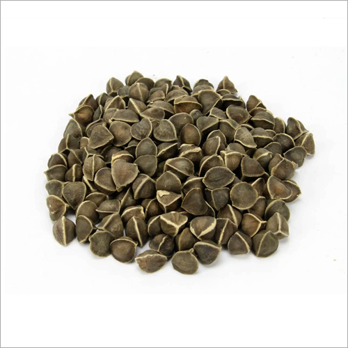 Moringa Seeds (Wings/Wingless)