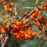 Seabuckthorn seed
