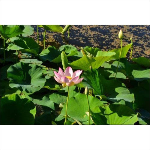 Nelumbo Nucifera Or Lotus Extract Purity(%): 99.9%