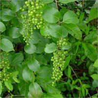 Malkangni Celastrus Paniculatus Extract Purity(%): 99.9%