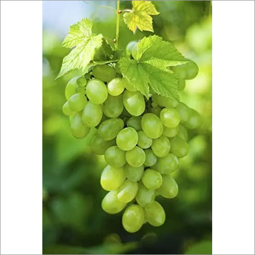 Green Grapes - Whole Natural Size, Organic Fresh Variety | Sweet Flavor, Refreshing Green Color