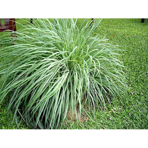 Citronella Essential Oil