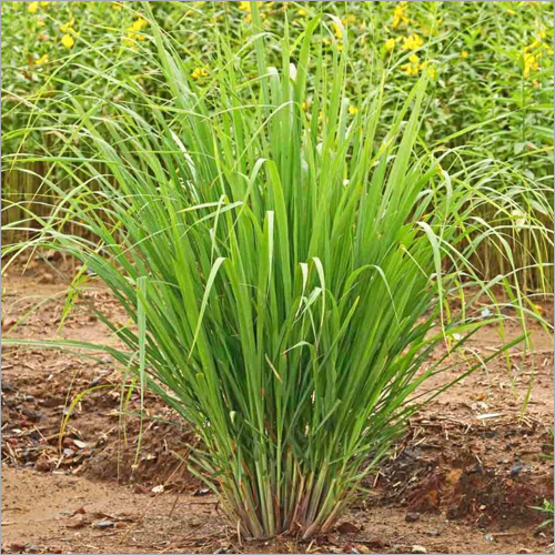 Lemongrass Oil