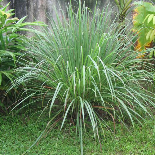 Lemongrass Oil