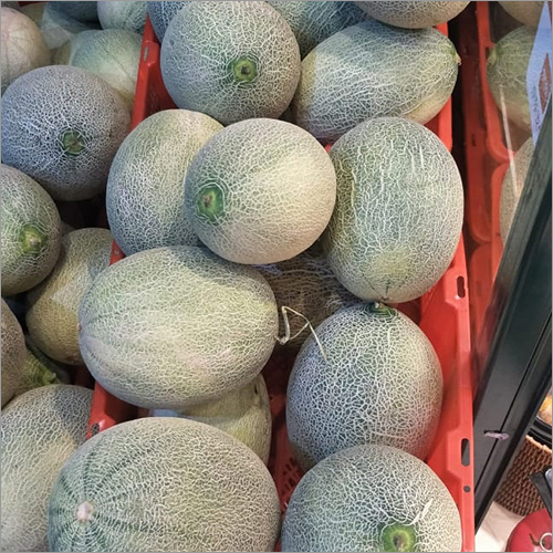 Fresh Muskmelon