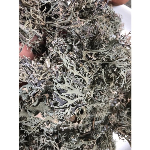 Imported Oak Moss Lichen