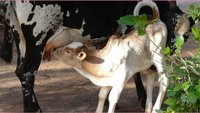 BHOOMISUDHA SOIL FERTILITY