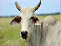 BHOOMISUDHA SOIL FERTILITY