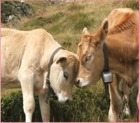 BHOOMISUDHA SOIL FERTILITY