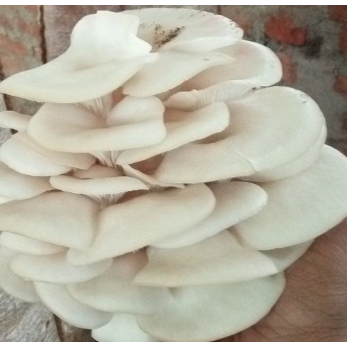 Fresh Mushroom By GUSTOSA FOODS PRIVATE LIMITED