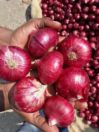High Quality Onion