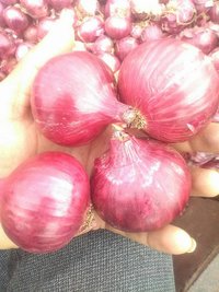 High Quality Onion