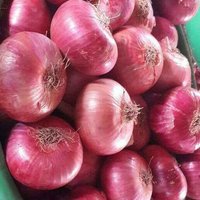 UP Bihar And Jharkhand Quality Onion