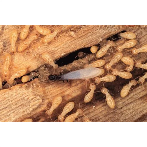 Anti Termite Treatment Services By Desire Pest Control