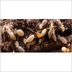 Infected Area Of Termite Treatment Services By Desire Pest Control
