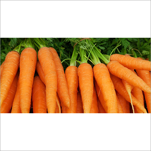 Fresh Carrot