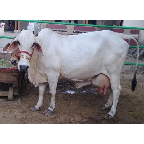 Indian Desi Cow