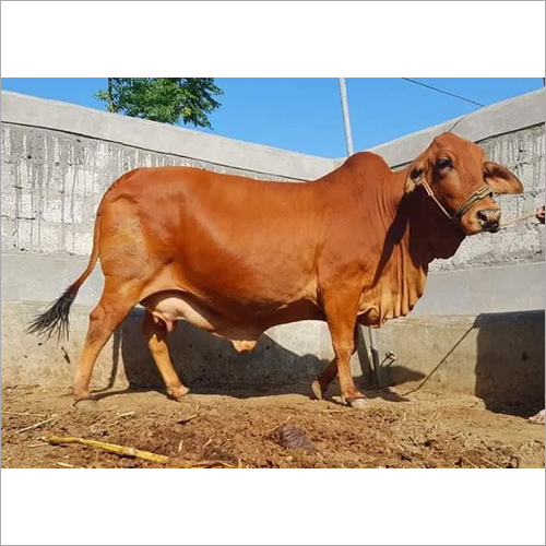 Healthy Sahiwal Cow
