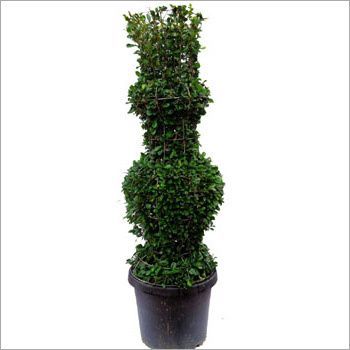 Green Topiary Plant