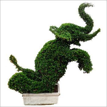 Green Topiary Plant