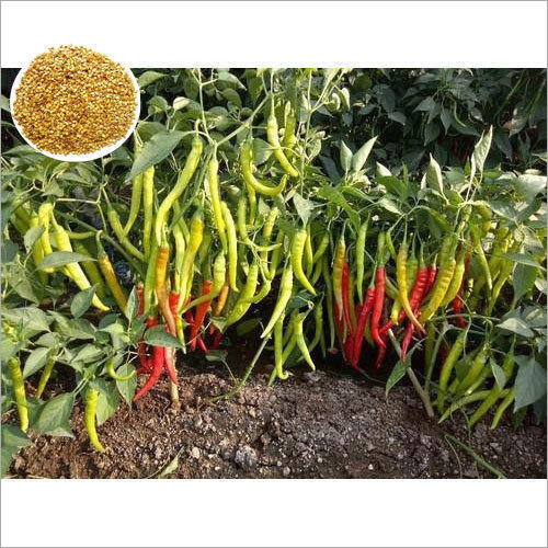 1580 F1 Hybrid Chilli Seed