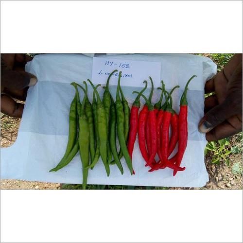 162 Hybrid Chilli