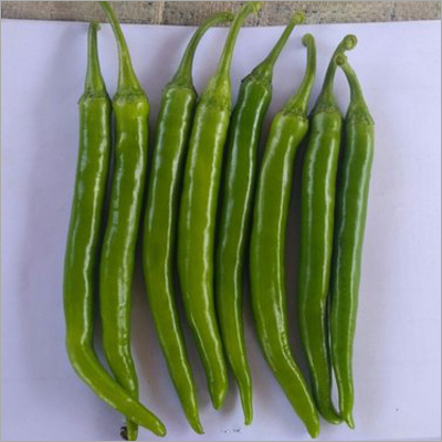 166 Hybrid Chilli