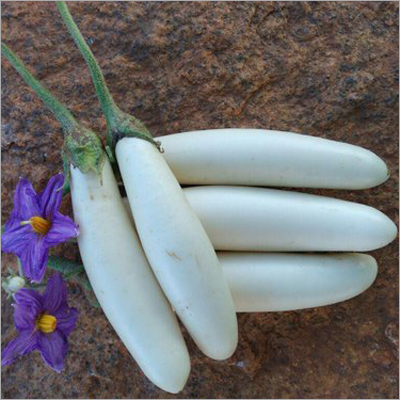 Sofia ( Long) F1 Hybrid Brinjal - Egg Plant Seeds