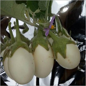 सोफिया F1 हाइब्रिड बैंगन -अंडे के पौधे के बीज