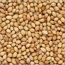 Corriander Seeds