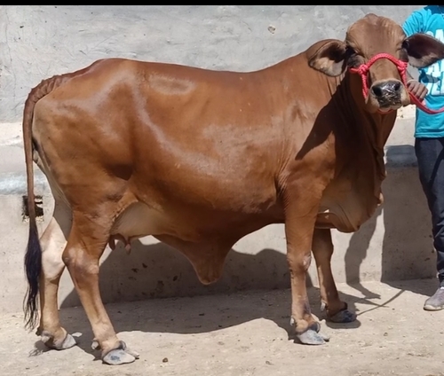 Sahiwal Dairy Cow