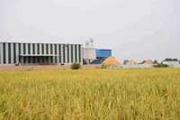 IR 64 RICE