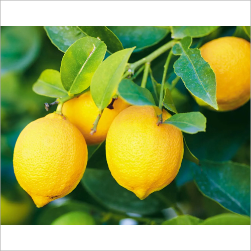 Fresh Lemon