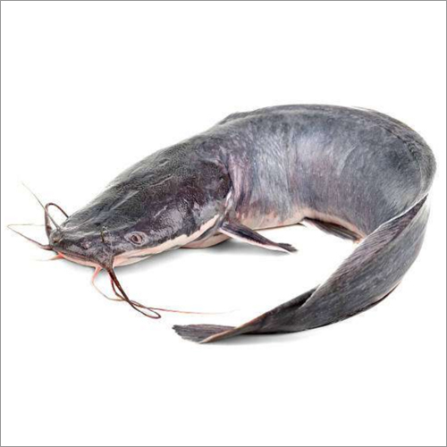 Cat Fish (Khago)
