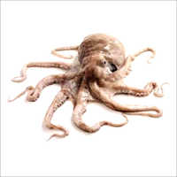 Octopus (Salak)