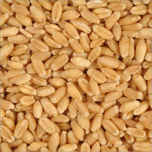 Whole Wheat