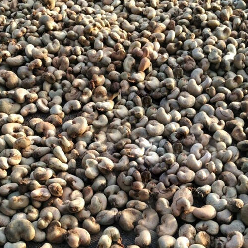 Raw Cashew Nuts