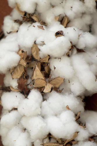 Natural Raw Cotton
