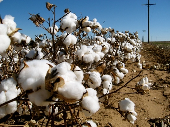 Natural Raw Cotton