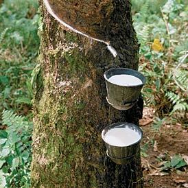 Rubber Cup Lump
