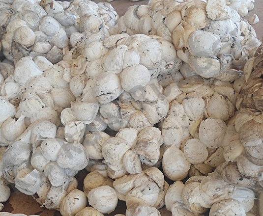 Cup Lump with Drc of 72%